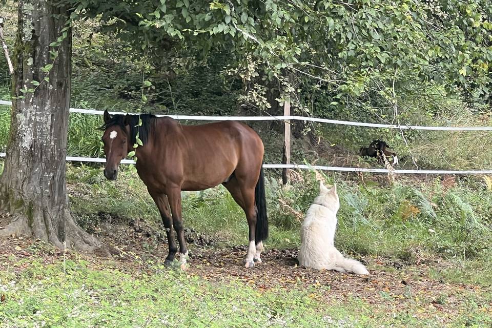 Compagnons du domaine