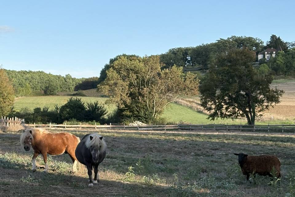 Poneys et mouton dans le parc