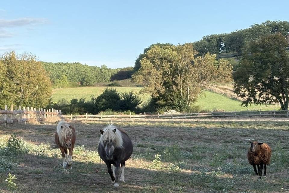 Poneys et mouton dans le parc