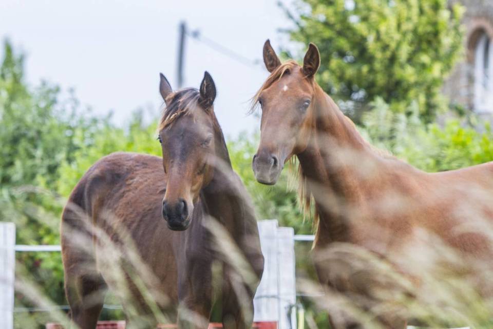 Chevaux sur le lieu