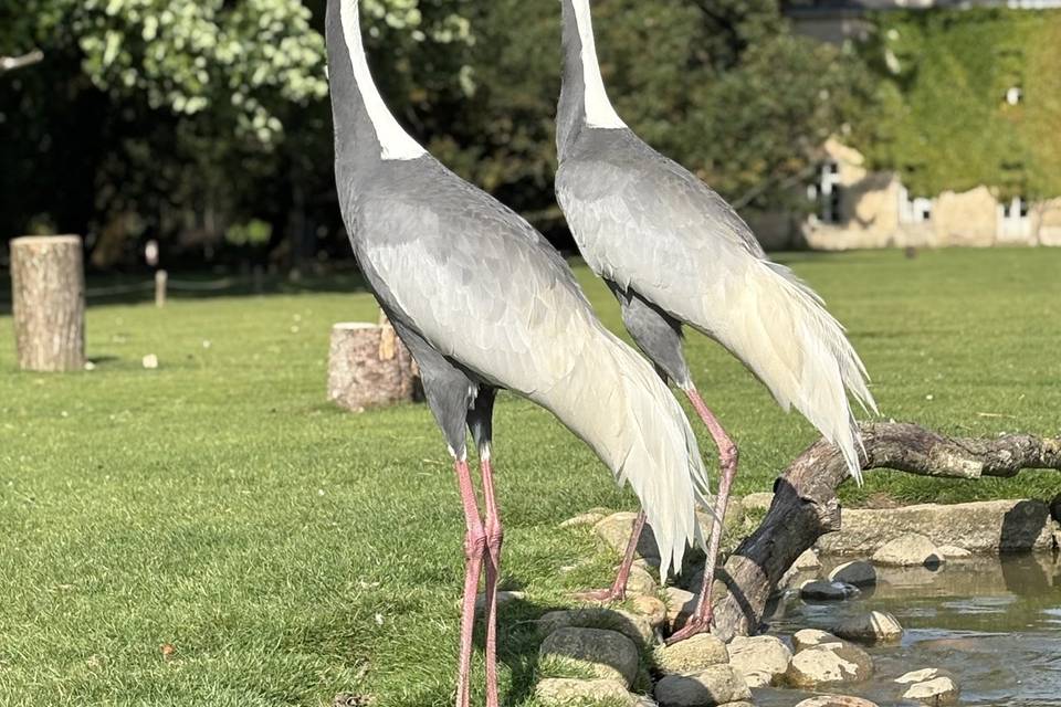 Branfere - Parc Animalier et Botanique