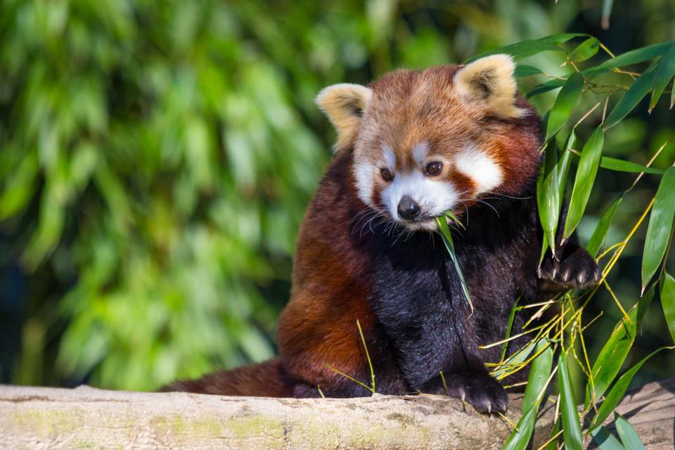Branfere - Parc Animalier et Botanique