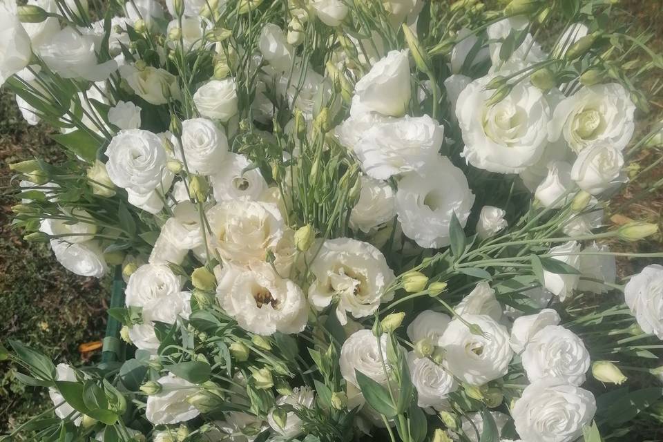 lisianthus