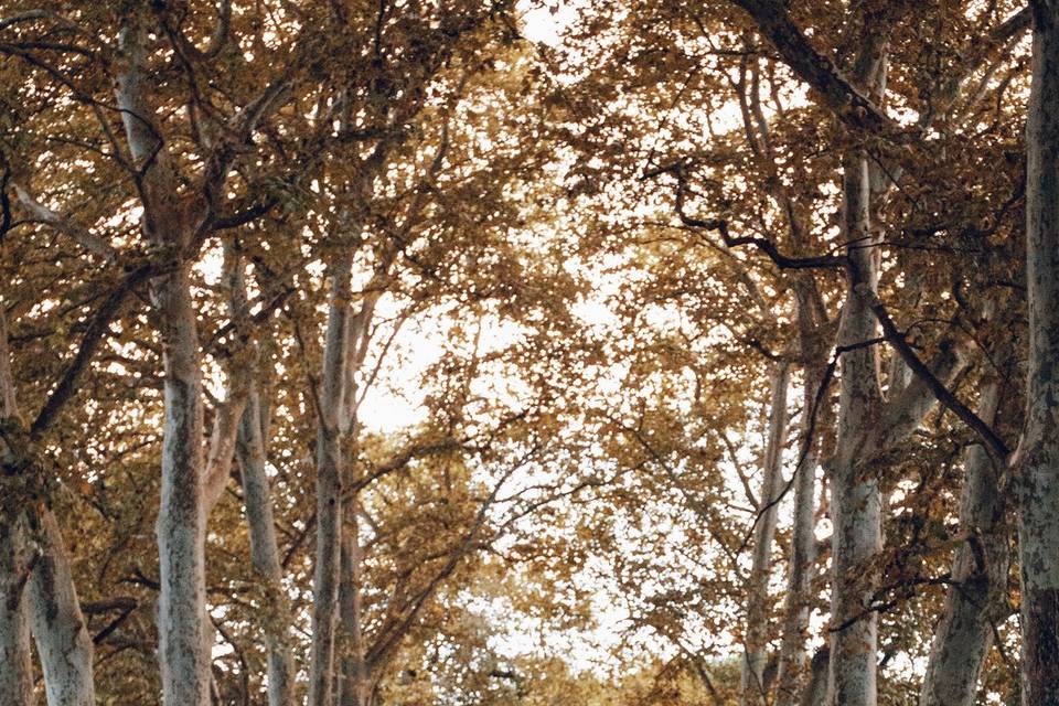 Le parc