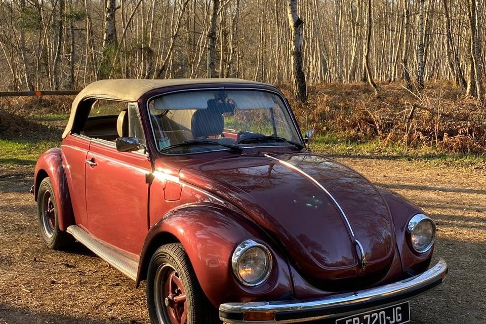 Coccinelle