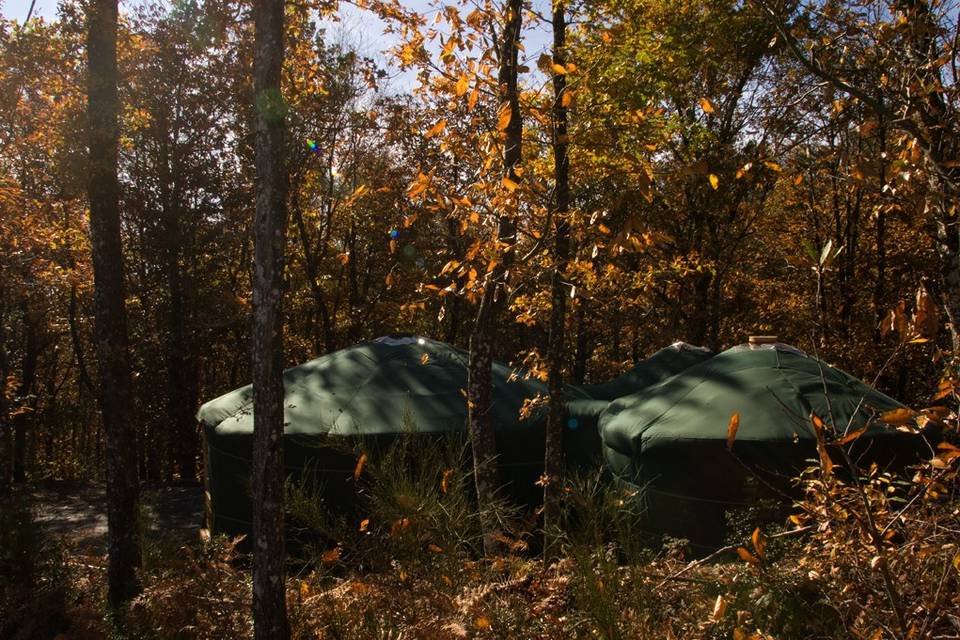 Immergée en pleine forêt