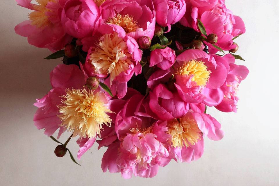 Pivoines Bowl of beauty