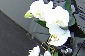 Orchidée blanche royale