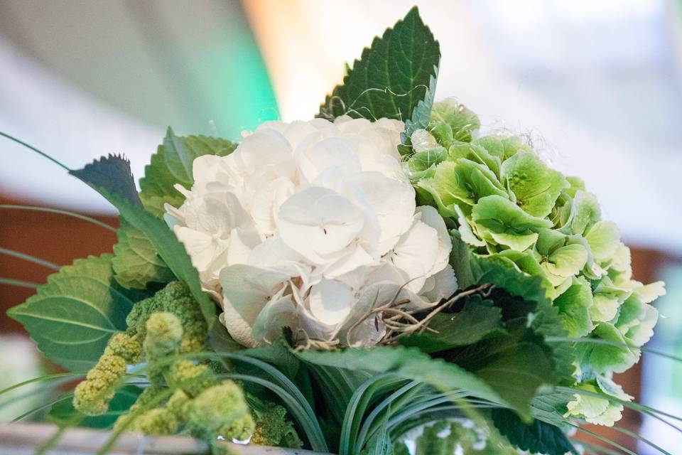 Hortensia vert et blanc