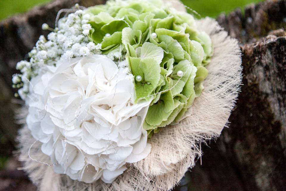 Hortensia vert et blanc