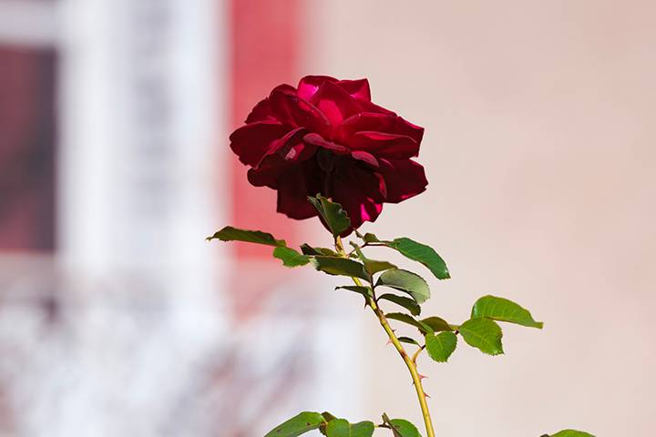 Une rose