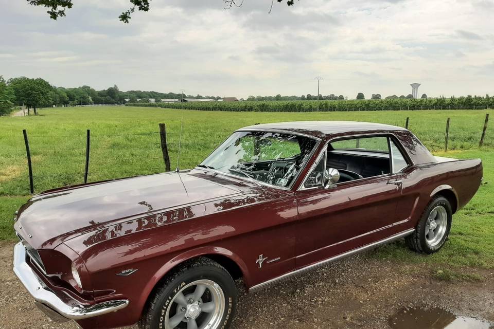 Burgundy66