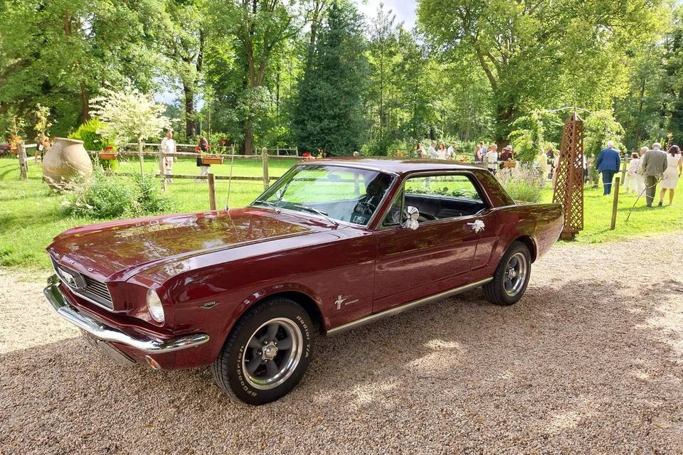 Mustang