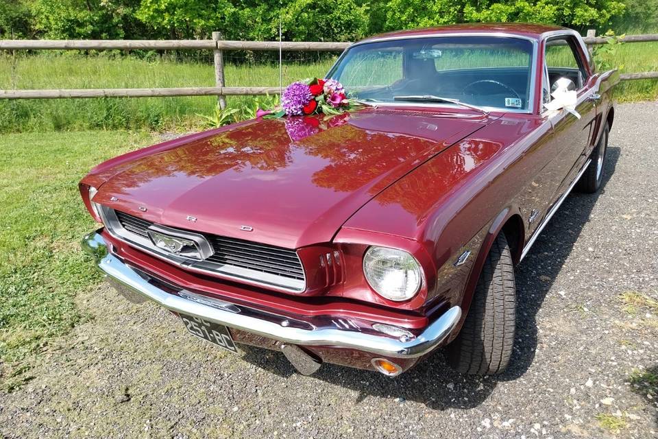 Mustang