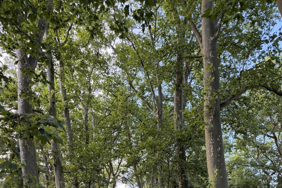 Parc, Allée de platanes