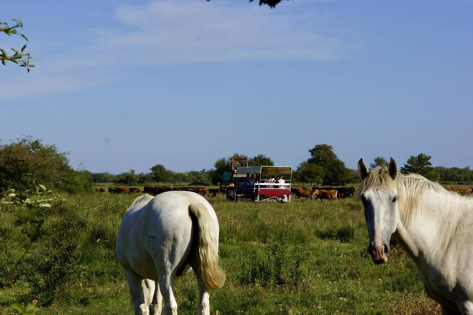 Haras des Bruns