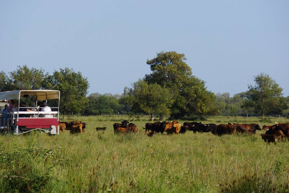 Haras des Bruns