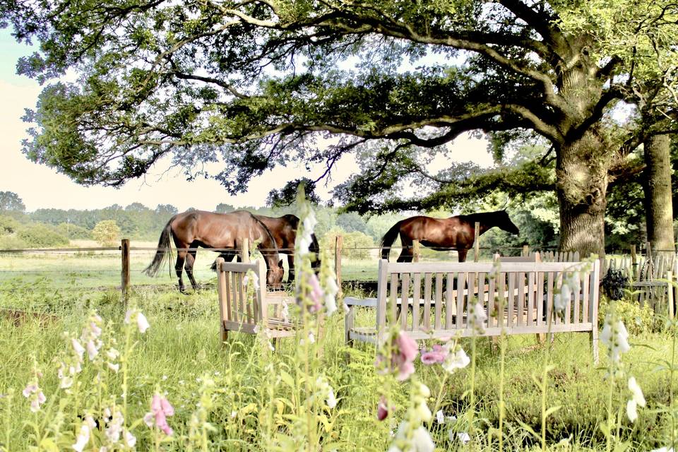 Les chevaux dans le pré