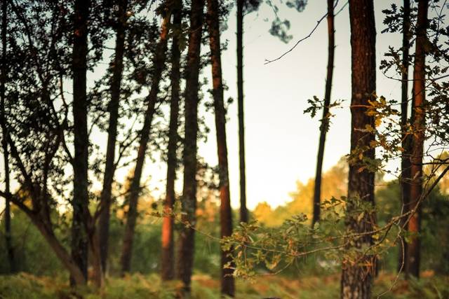 Amour en forêt