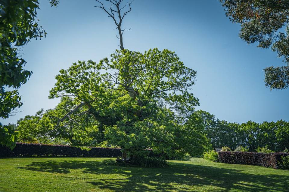L'arbre coup de foudre