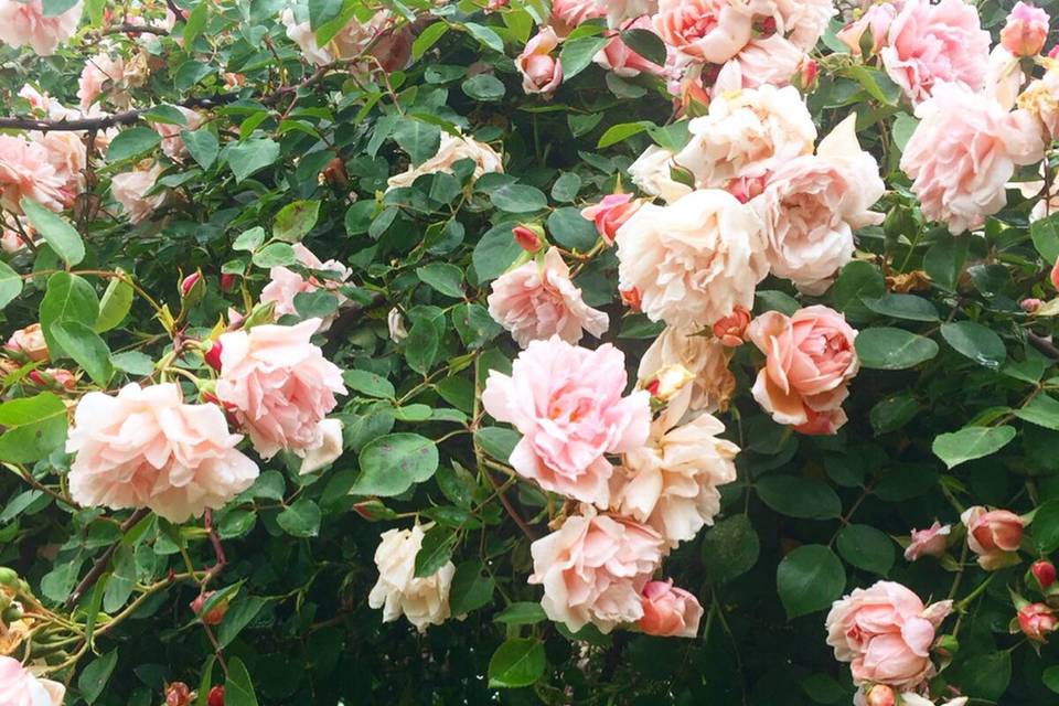 Roses