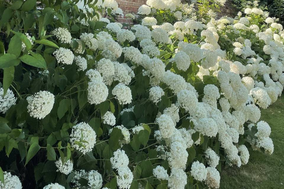 mur d hortensias blancs