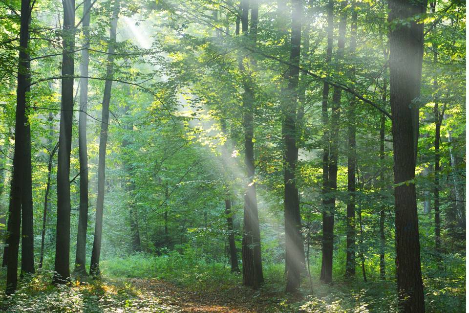 Forêt Royale à Vacquiers