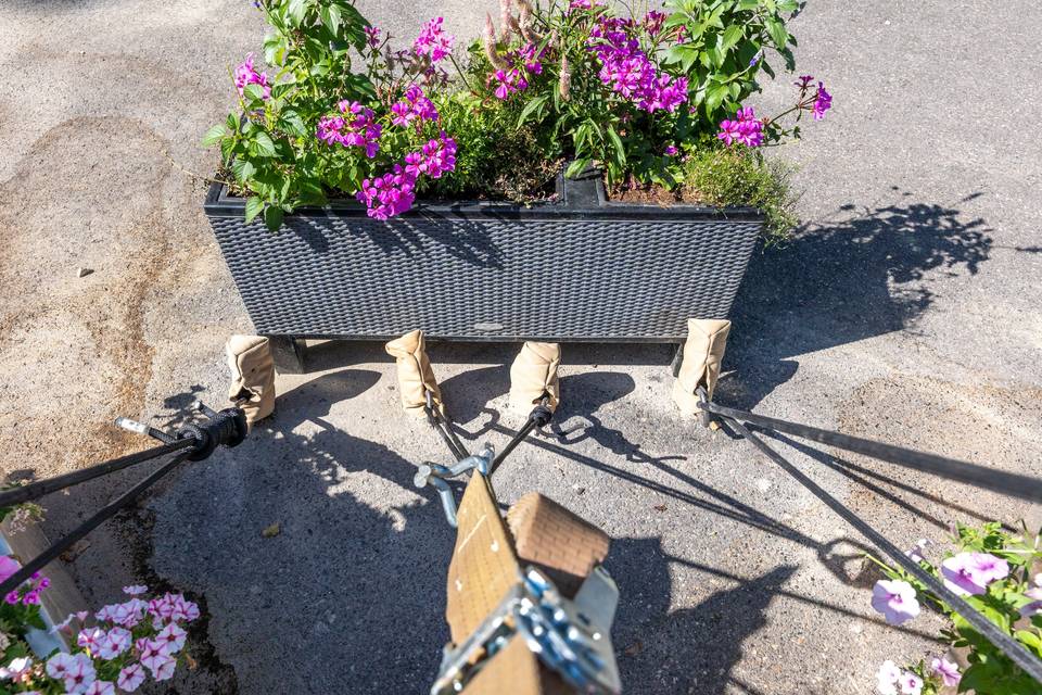 Détail plante