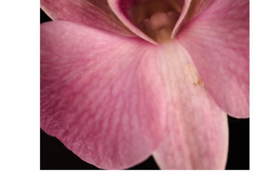 Fleurs