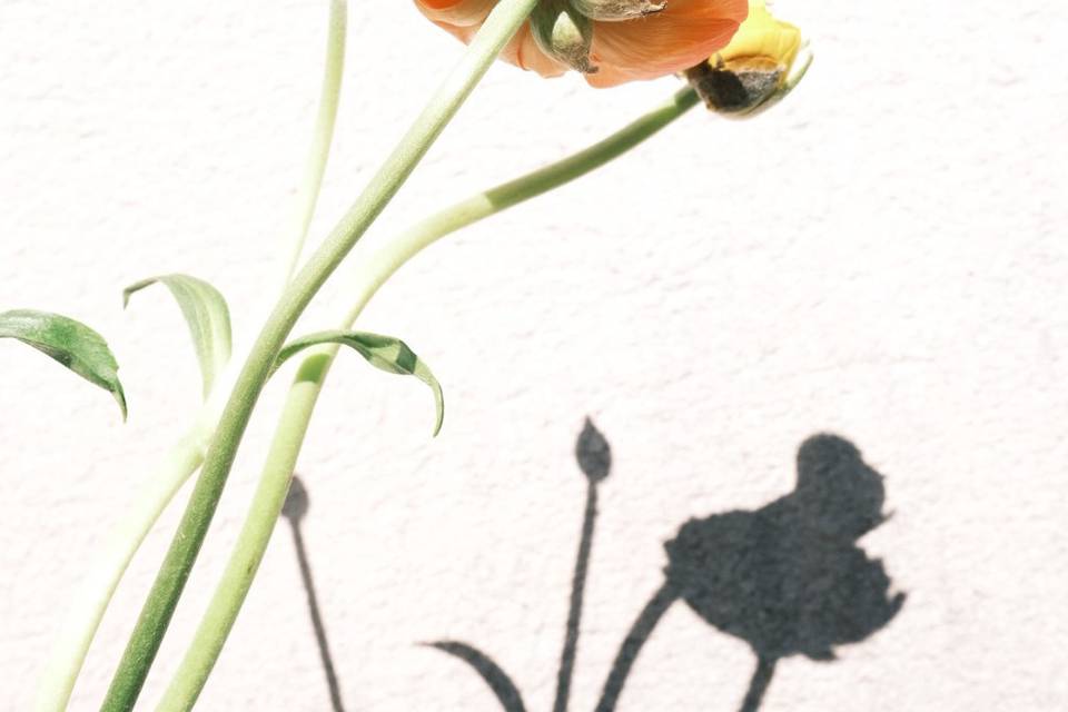 Fleurs