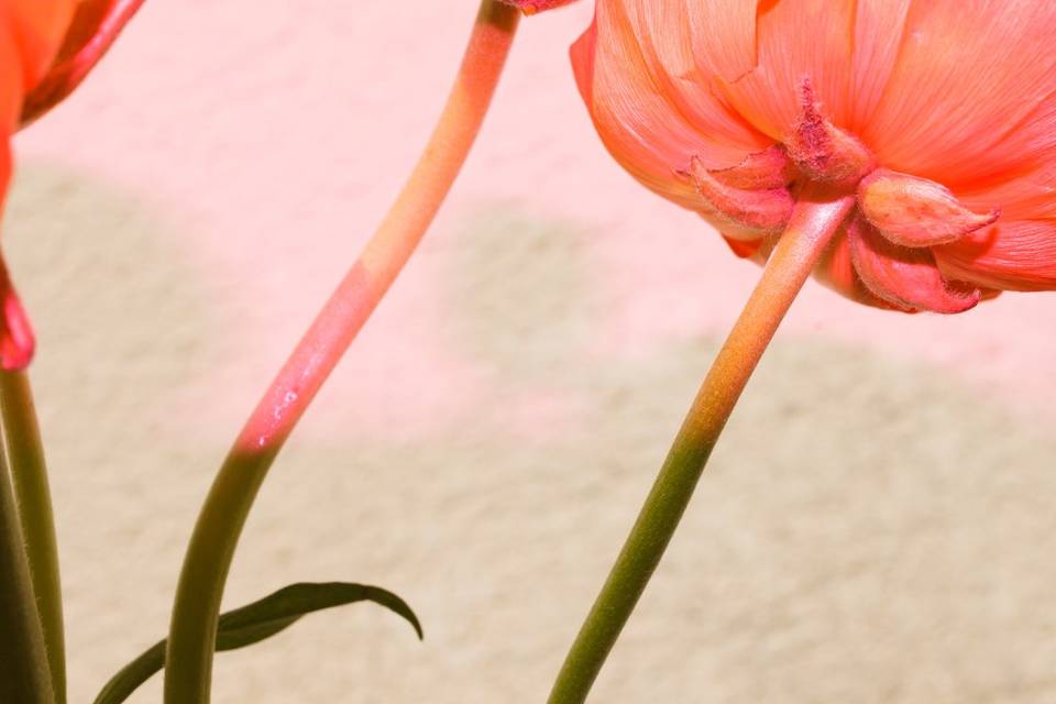 Fleurs
