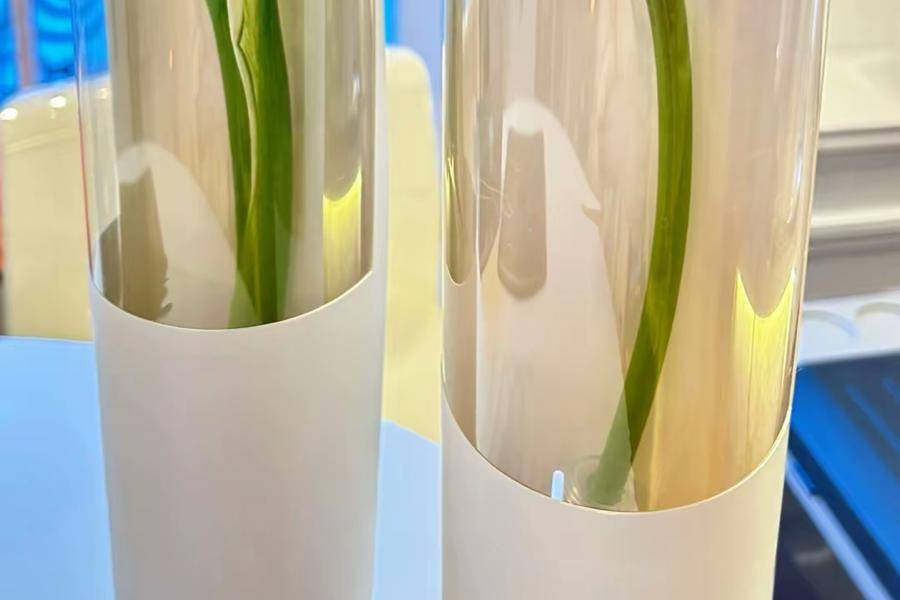 Bloom Capsules