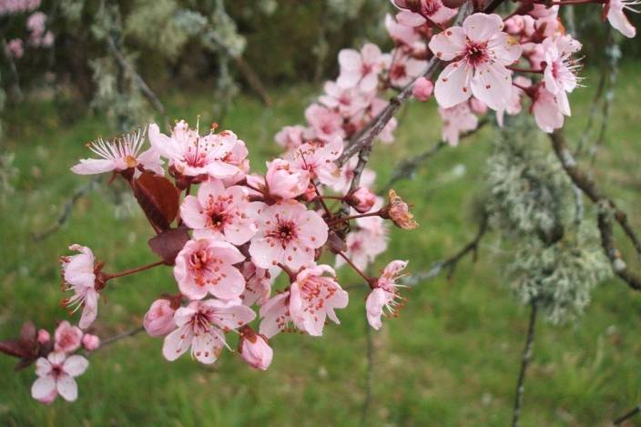 Pascale Fleurs