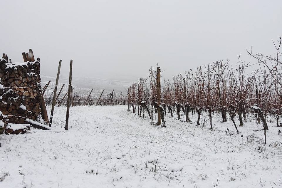 Dans nos vignes en hiver