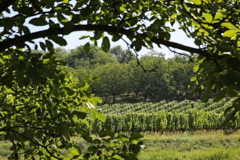 ENVIRONNEMENT DOMAINE