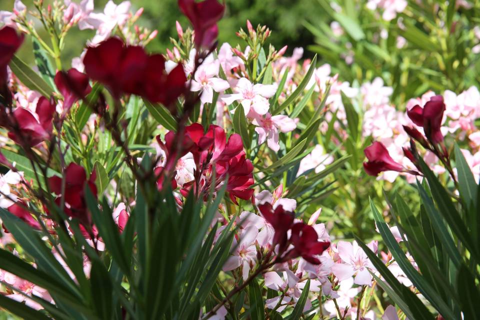 FLEUR DOMAINE