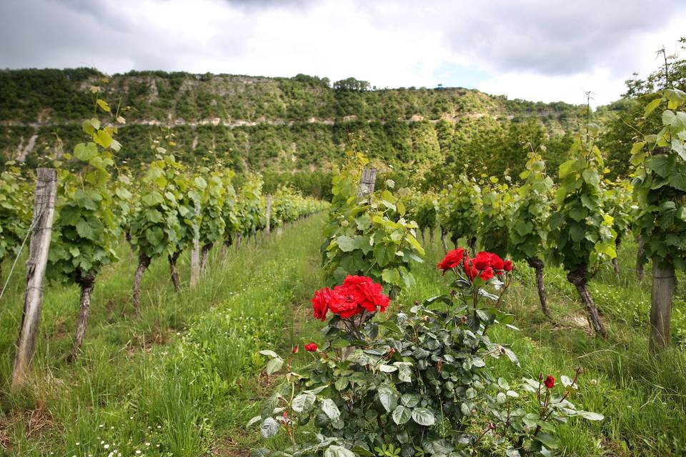 ROSIER DES VIGNES