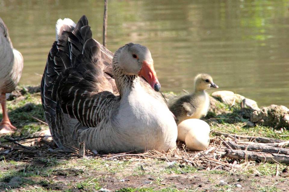 Les oies dans le jardin