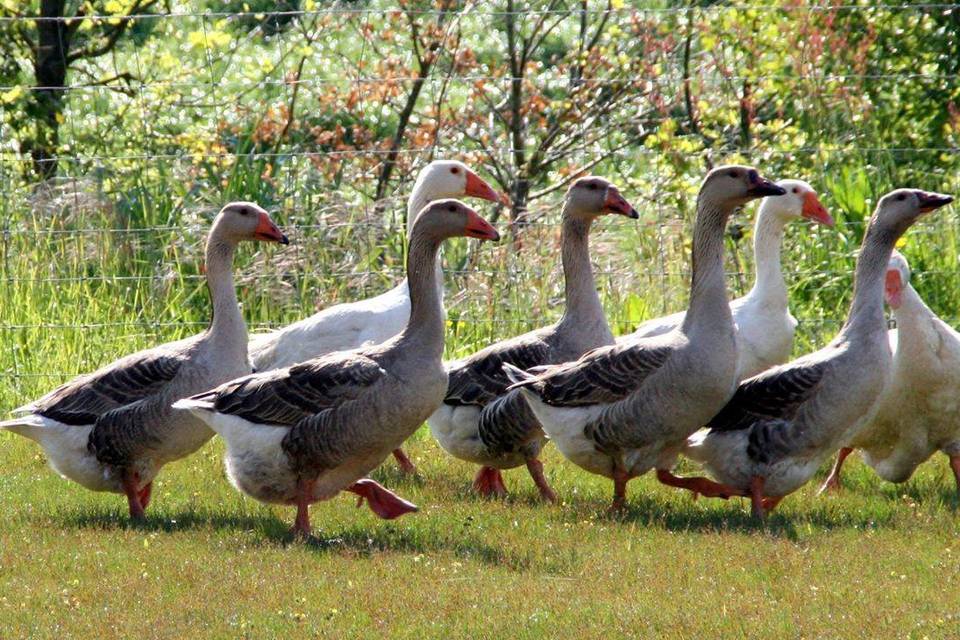 Les oies dans le jardin