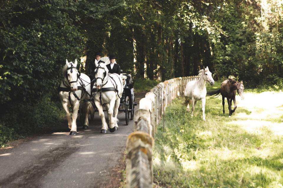 Les Calèches d'Amandine