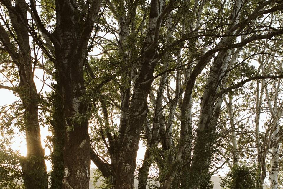 Diner dans les vignes