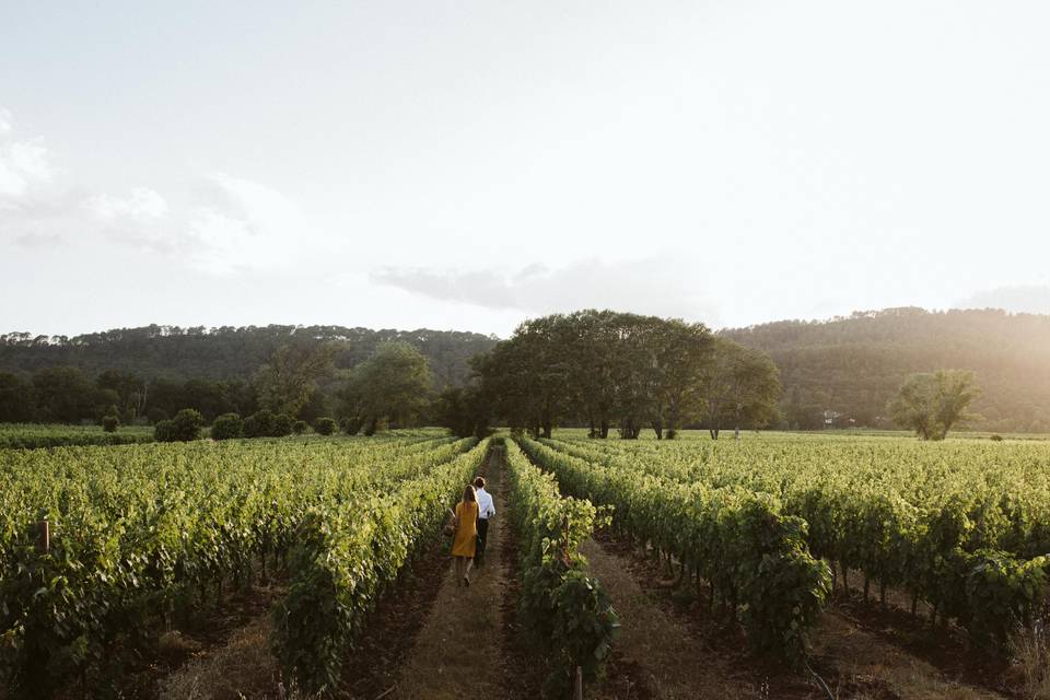 Vignes