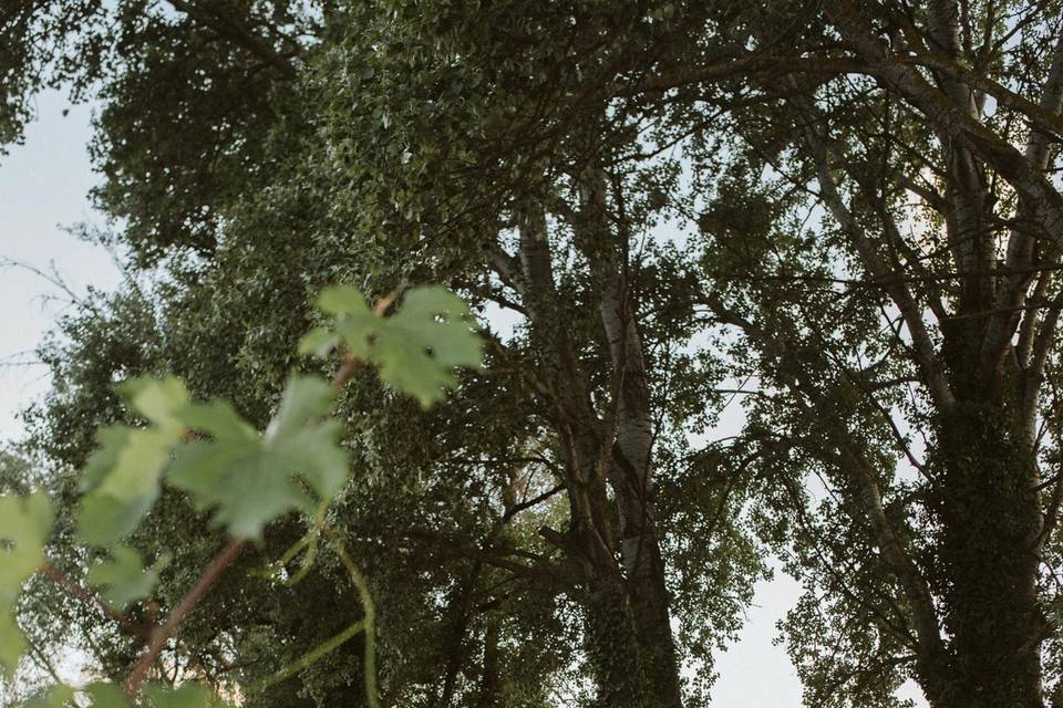 Diner dans les vignes