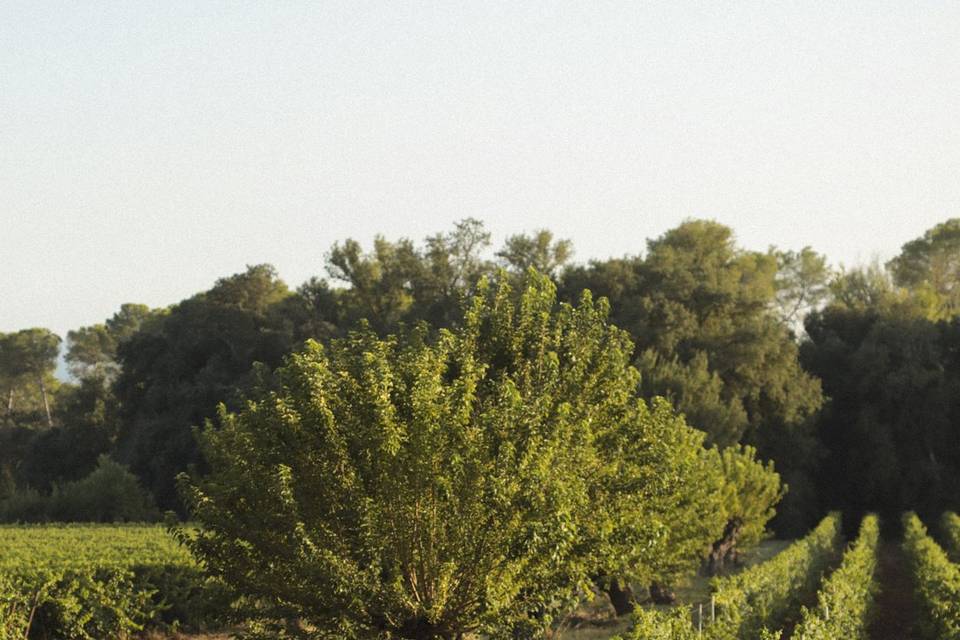 Vignes