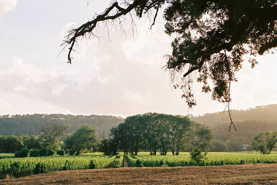Vignes