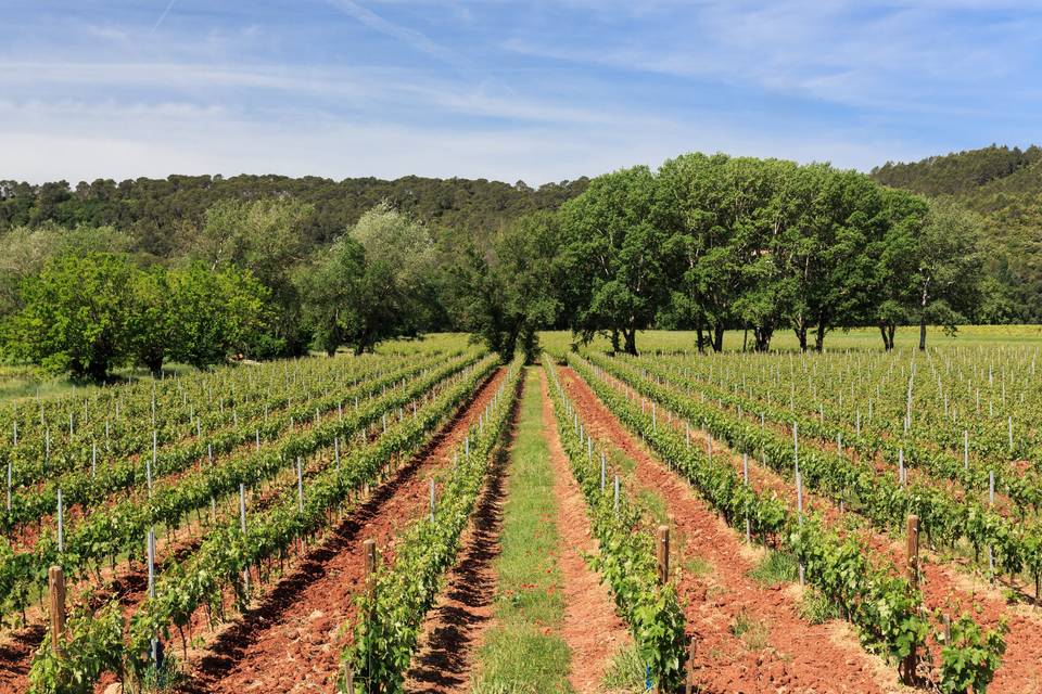 Vignes
