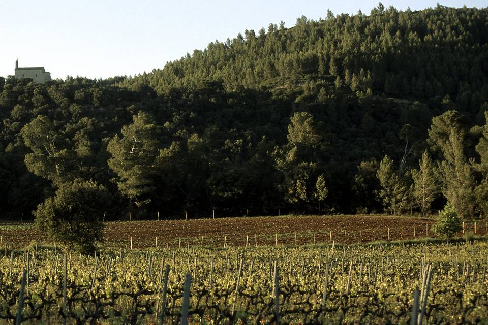 Vignes