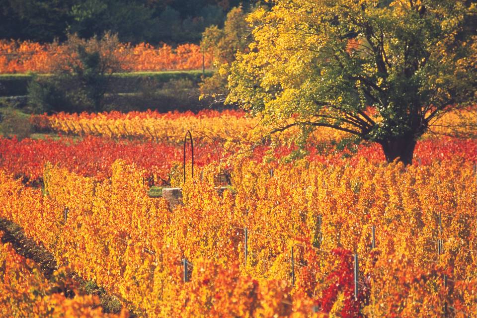 Vignes