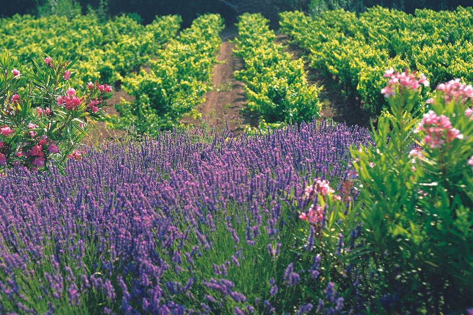 Vignes et lavandes