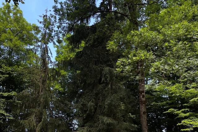 Cérémonie laïque dans le parc